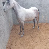 مادیان عرب یکسر