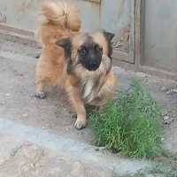 سگ پا کوتاه