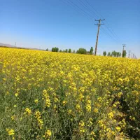 دو عدد جوجه گلین سالم و سرحال