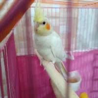 سه عدد عروس هلندی دو و نیم ماهه|پرنده|ابهر, |دیوار