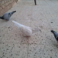 کفتر سده آهویی