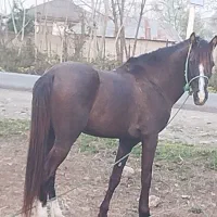 اسب نریان نژاد دار