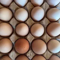 تخم مرغ محلی