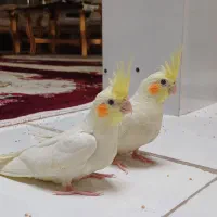 یک جفت جوجه عروس هلندی