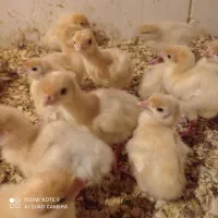 جوجه بوقلمون گوشتی زرین  بیوتی6 مخصوص پروار