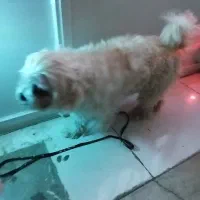 گمشده|حیوانات|یزد, |دیوار