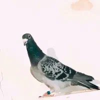 پلاکی نر|پرنده|لالجین, |دیوار