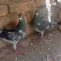 کفتر پولکی نر و ماده