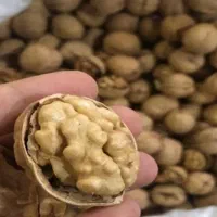 گردو کاغذی درجه یک