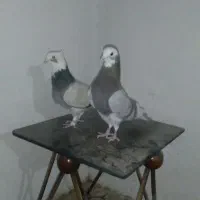 فروش کبوترشازده پرشی