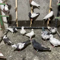 کفتر رنگه پرشی زدوخوردی