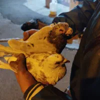 کفتر کرمانی اصل|پرنده|گرمی, |دیوار