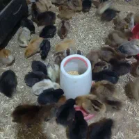 جوجه محلی جوجه بیست روزه|حیوانات مزرعه|کلاچای, |دیوار