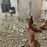 کبوتر زرد سرخ|پرنده|نیشابور, بنیاد شهید|دیوار