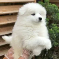 سگ نژاد دار وارداتی