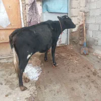 گاو|حیوانات مزرعه|قره ضیاالدین, |دیوار