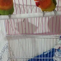 طوطی برزیلی|پرنده|ری, دولتآباد|دیوار