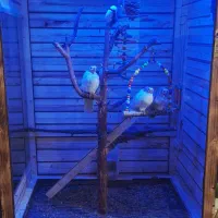 قفس چوبی پرنده|لوازم جانبی حیوانات|خوی, |دیوار