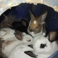 بچه خرگوش|موش و خرگوش|آبیک, |دیوار