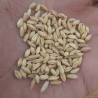 گندم بذر دیم درجه یک پاک شده داس درو