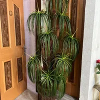 درختچه نخل