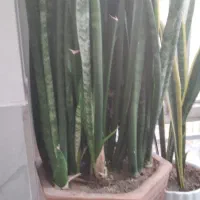 گل سانسوریا و گل پانادانوس