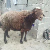 قوچ تخمی دوساله 90کیلو به بالا