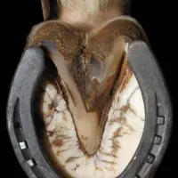 نعلبندی تخصصی اسب