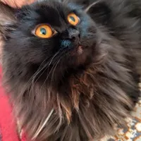 گربه پرشین ماده