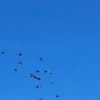 اب دونه چاشنی یکسرشال پریدن حرفه ای کفتر.