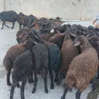 بره قر قزل اصل