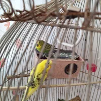 جوجه مینا میخوام