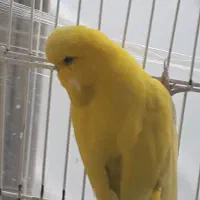 پرنده مرغ عشق انگلیسی|پرنده|اندیشه, اندیشه فاز ۳|دیوار