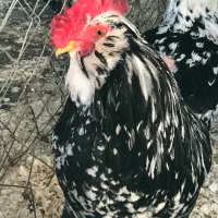 تخم و جوجه مرغ و خروس گلین چهل تاج|حیوانات مزرعه|ساری, |دیوار