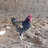 جوجه خروس محلی