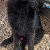 گمشده ب یابنده ده میلیون مژدگانی میدم|حیوانات|کرمان, |دیوار