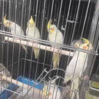 انواع عروس هلندی جوجه و بالغ رام ودستی(مغازه)|پرنده|تهران, گلستان (شهرک راه آهن)|دیوار
