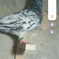 ۲۵کبوتر قلدور