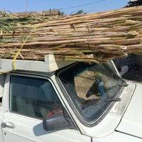 فروش نی مخصوص حصار کشی زمین