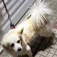 سگ خانگی|سگ|دورود, |دیوار