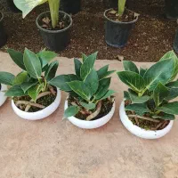 برکین بنسایی گل خوشگل برا داخل خونه