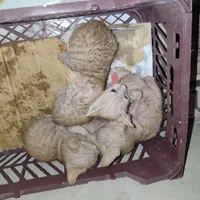گربه