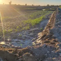 فروش اسپوست علف (یونچه)