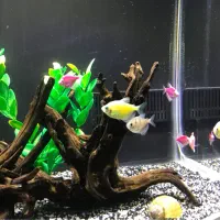 آکواریوم شرکتی دلسا|ماهی|قم, حنیف نژاد|دیوار