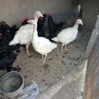 ۳عدد بوقلمون خوشمزه