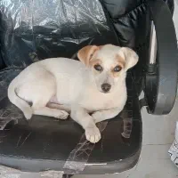 پاکوتا باهوش