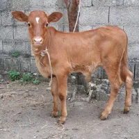 گوساله نر چالوسی آث گاو ورزا