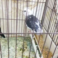 جفت عروس هلندی|پرنده|اهواز, کوی باهنر|دیوار