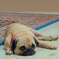 سگ پاگ نر ک.ش.ش|سگ|برخوار, |دیوار