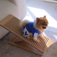 رمپ سگ و گربه|لوازم جانبی حیوانات|شیراز, بازار|دیوار